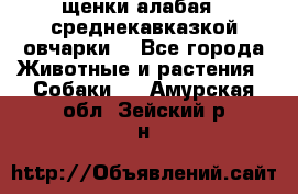 щенки алабая ( среднекавказкой овчарки) - Все города Животные и растения » Собаки   . Амурская обл.,Зейский р-н